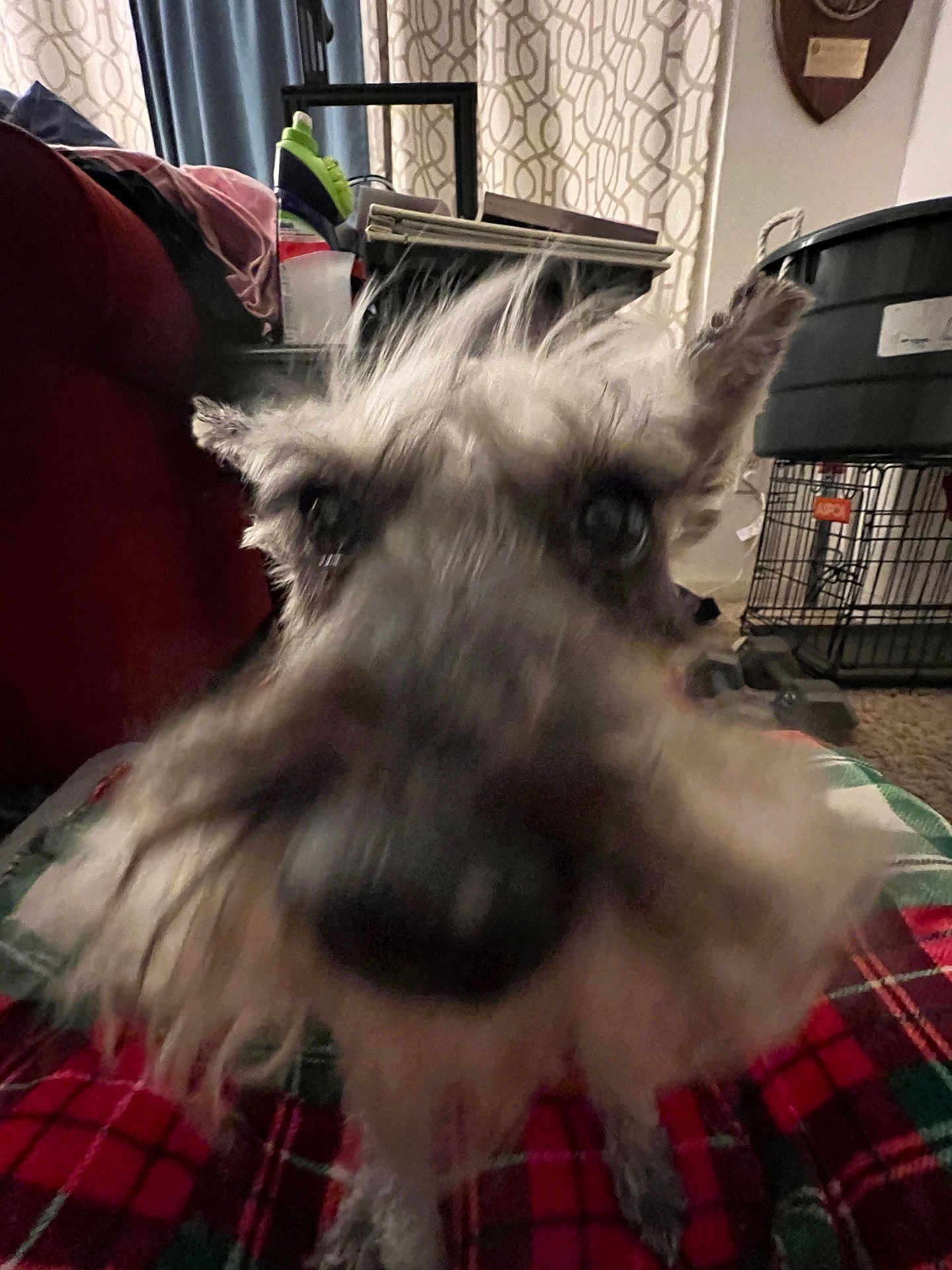Kenya is registered to the contest to win money with this photo: animal, beard, blanket, blurry, canine, carpet, close_up, couch, curtains, dog, ears, face, furniture, household, indoor, living_room, nose, pet, plaid, scruffy
