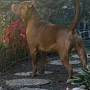 Demon joined the competition — help win amazing prizes! dog, brown_dog, outdoor, garden, plants, stone_path, fence, leafy_plants, alert, standing, tail, ears, sunlight, nature, pet, canine, animal, back_view, yard, daytime
