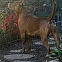 dog, brown_dog, outdoor, garden, plants, stone_path, fence, leafy_plants, alert, standing, tail, ears, sunlight, nature, pet, canine, animal, back_view, yard, daytime