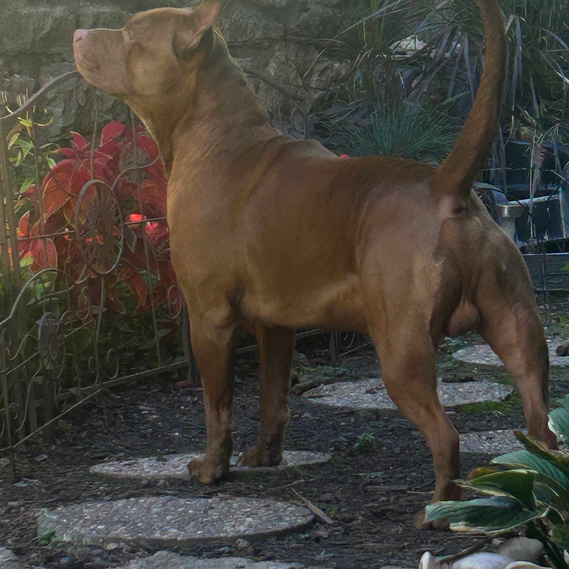 Demon joined the competition — help win amazing prizes! dog, brown_dog, outdoor, garden, plants, stone_path, fence, leafy_plants, alert, standing, tail, ears, sunlight, nature, pet, canine, animal, back_view, yard, daytime