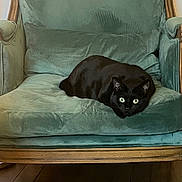 Popy participe au concours pour gagner de l'argent avec cette photo : black_cat, cat, animal, pet, indoor, furniture, armchair, velvet, green, wooden_floor, cozy, relaxing, cute, eyes, sitting, feline, domestic_animal, resting, soft_texture, shadow