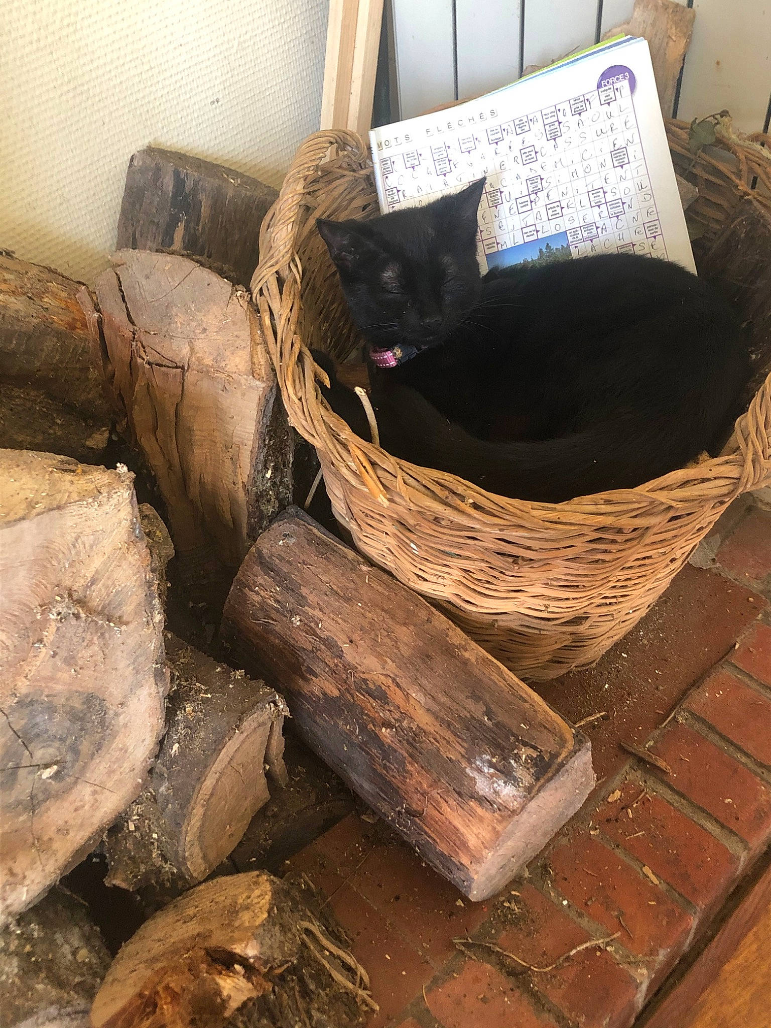 Popy a rejoint le concours — aidez-le/la à gagner de superbes lots ! basket, plant, tree, wood