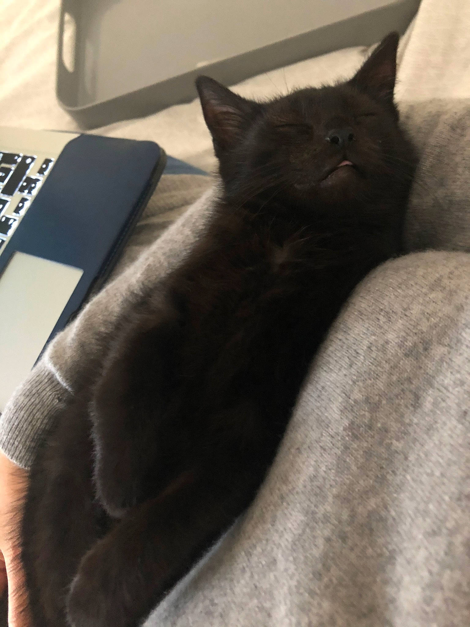 Popy a rejoint le concours — aidez-le/la à gagner de superbes lots ! black, black_cat, british_shorthair, burmese, carnivore, cat, chair, chartreux, comfort, domestic_short_haired_cat, felidae, fur, furniture, kitten, korat, room, russian_blue, small_to_medium_sized_cats, tail, whiskers