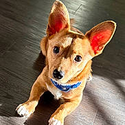 Buccee is registered to the contest to win money with this photo: dog, pet, indoor, wooden_floor, sunlight, ears, collar, brown_fur, curious, cute, animal, canine, laying_down, looking_up, shadow, flooring, domestic_animal, young_dog, portrait, bright