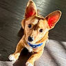 dog, pet, indoor, wooden_floor, sunlight, ears, collar, brown_fur, curious, cute, animal, canine, laying_down, looking_up, shadow, flooring, domestic_animal, young_dog, portrait, bright