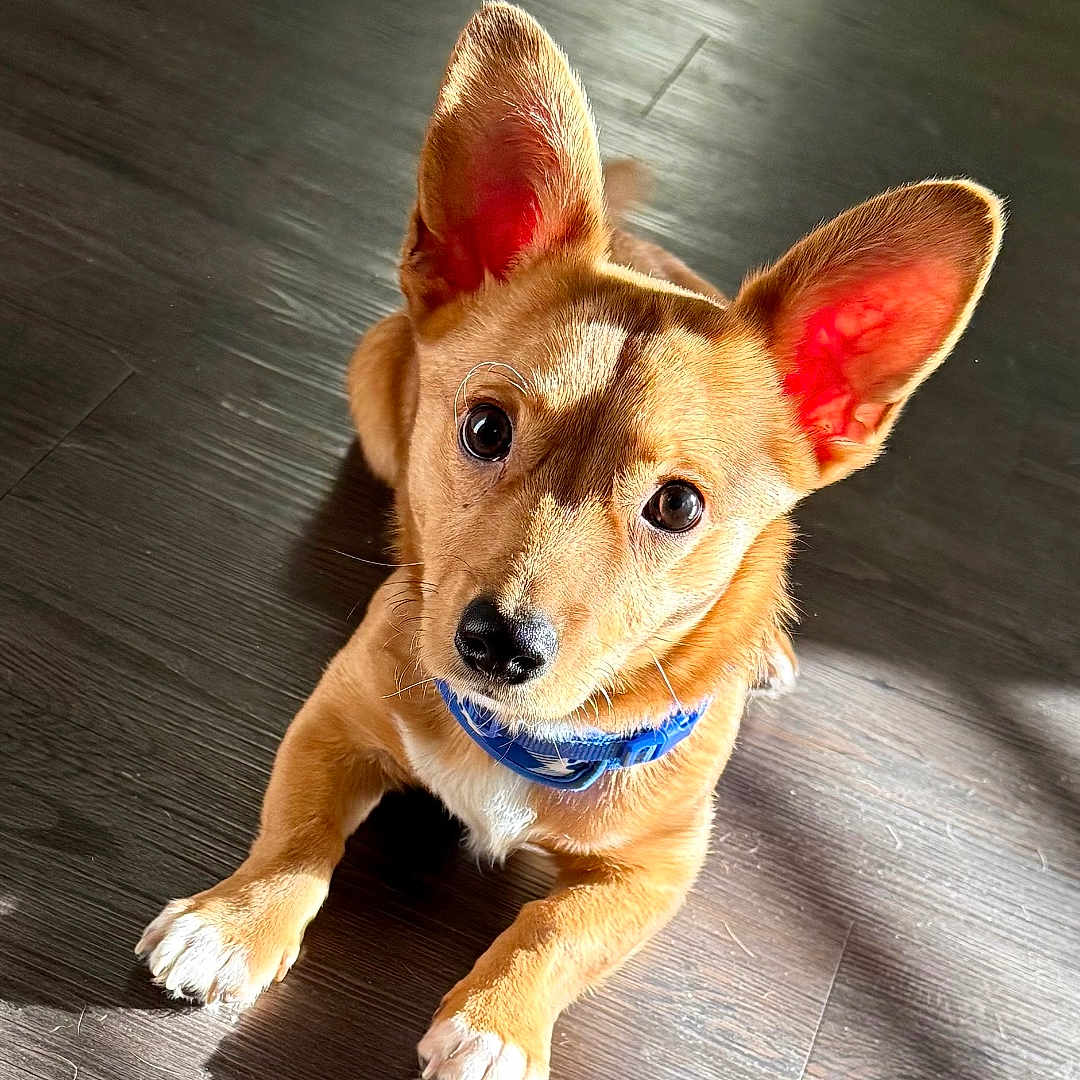 Buccee
