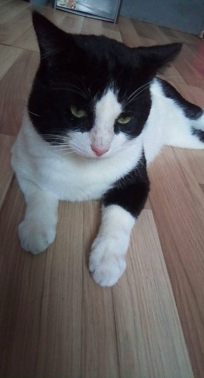 Gizmo participe au concours pour gagner de l'argent avec cette photo : aegean_cat, american_wirehair, carnivore, cat, cymric, domestic_short_haired_cat, european_shorthair, felidae, fur, japanese_bobtail, kitten, mammal, norwegian_forest_cat, paw, polydactyl_cat, small_to_medium_sized_cats, tail, whiskers