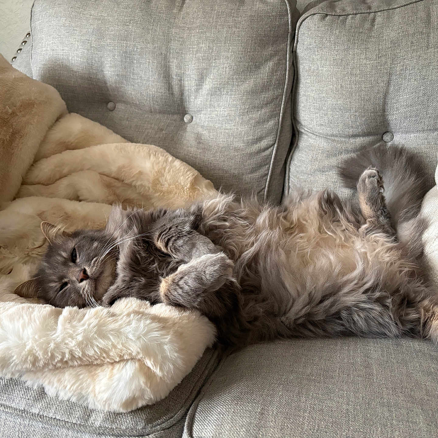 Loki is registered to the contest to win money with this photo: cat, gray_cat, fluffy, sleeping, relaxed, lying_down, belly_up, raised_paws, whiskers, fur, pet, animal, couch, sofa, blanket, pillow, cozy, indoor, home, sunlight