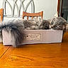 Loki is registered to the contest to win money with this photo: cat, gray_cat, longhaired_cat, sleeping, relaxed, fluffy, fur, tail, whiskers, ears, animal, pet, box, cardboard, food_box, table, wooden_table, indoor, home, portrait
