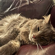 Loki is registered to the contest to win money with this photo: cat, fluffy, gray_fur, long_hair, pet, feline, sleeping, relaxed, lying_down, couch, leather, indoor, home, close_up, whiskers, paw, ears, nose, portrait, cozy