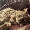 cat, fluffy, gray_fur, long_hair, pet, feline, sleeping, relaxed, lying_down, couch, leather, indoor, home, close_up, whiskers, paw, ears, nose, portrait, cozy
