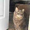 Loki joined the competition — help win amazing prizes! cat, fluffy, gray_cat, long_hair, golden_eyes, whiskers, ears, sitting, doorway, door, indoor, living_room, armchair, carpet, furniture, sunlight, portrait, pet, alert, cozy