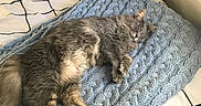 Loki joined the competition — help win amazing prizes! cat, gray_cat, fluffy, sleeping, relaxed, pet, animal, bed, blanket, knitted_blanket, bedroom, pillows, bedding, cozy, indoors, resting, lying_down, whiskers, long_fur, home_decor