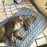 cat, gray_cat, fluffy, sleeping, relaxed, pet, animal, bed, blanket, knitted_blanket, bedroom, pillows, bedding, cozy, indoors, resting, lying_down, whiskers, long_fur, home_decor