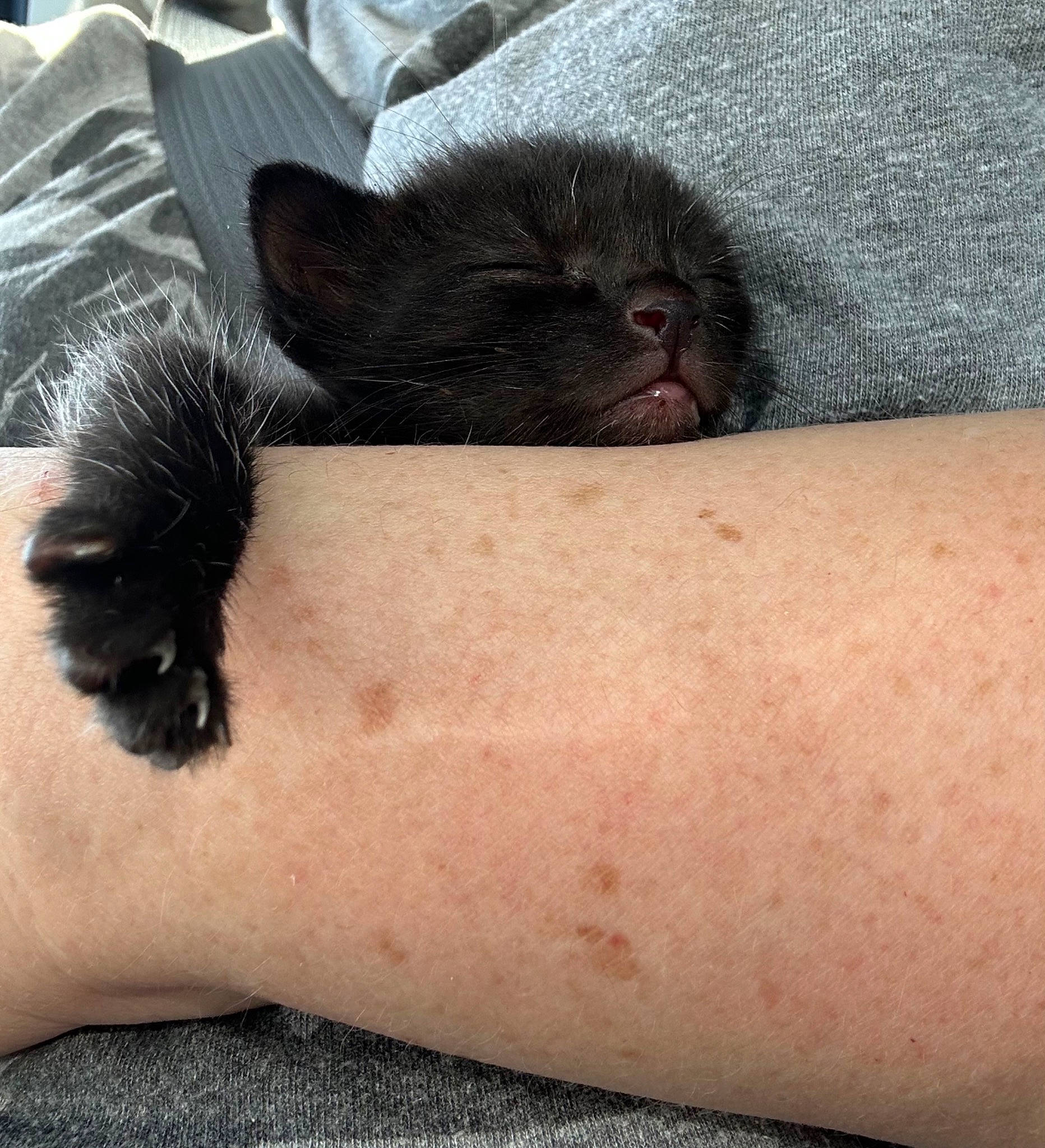 Darling joined the competition — help win amazing prizes! carnivore, cat, comfort, domestic_short_haired_cat, elbow, felidae, flesh, foot, fur, human_body, human_leg, nail, paw, small_to_medium_sized_cats, snout, tail, tattoo, thumb, whiskers, wrist