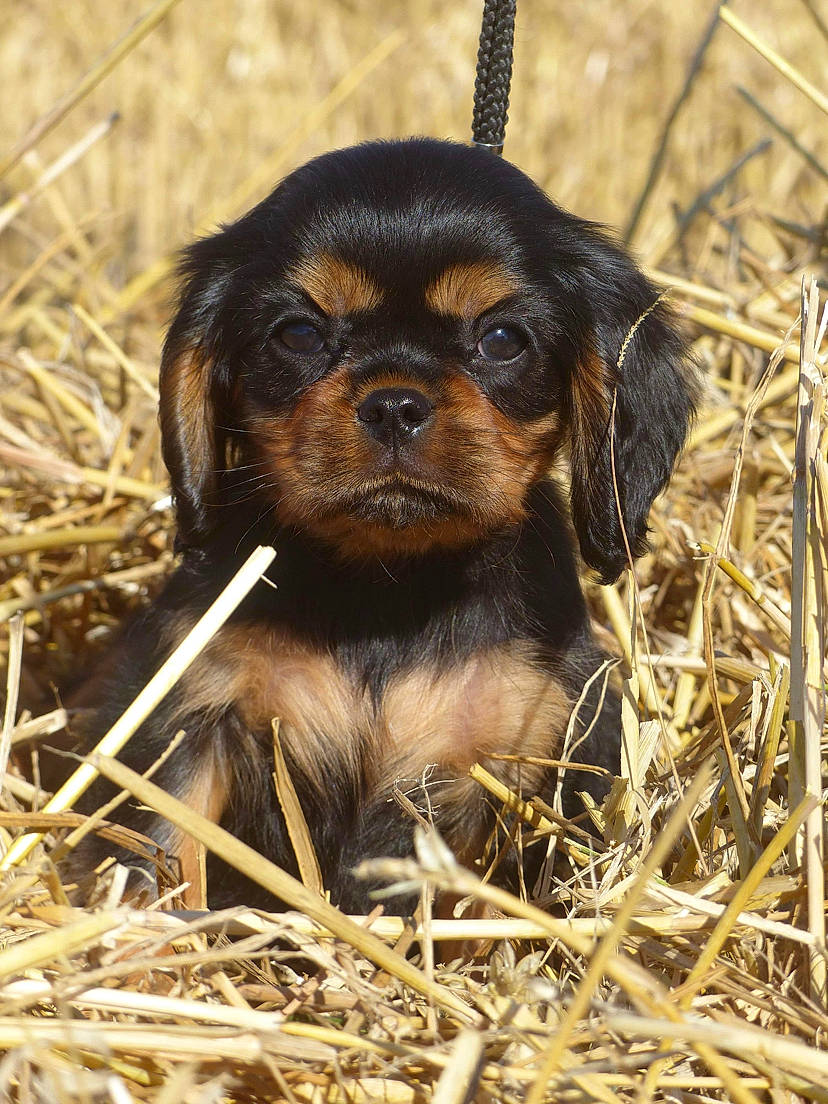 Ruby participe au concours pour gagner de l'argent avec cette photo : canidae, carnivore, companion_dog, dog, dog_breed, fawn, fur, grass, hunting_dog, liver, mammal, snout, soil, sporting_group, terrestrial_animal, twig, vertebrate, wildlife, wood, working_animal