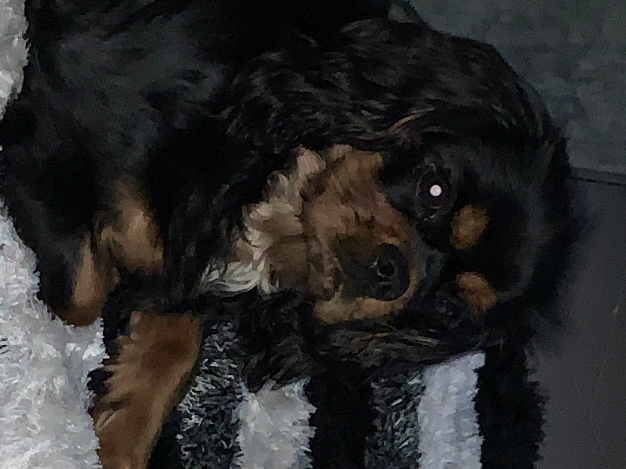 Ruby a rejoint le concours — aidez-le/la à gagner de superbes lots ! art, art_paint, artwork, canidae, companion_dog, dog, dog_breed, drawing, fur, illustration, liver, paint, painting, self_portrait, snout, sporting_group, vertebrate, visual_arts, watercolor_paint, working_animal