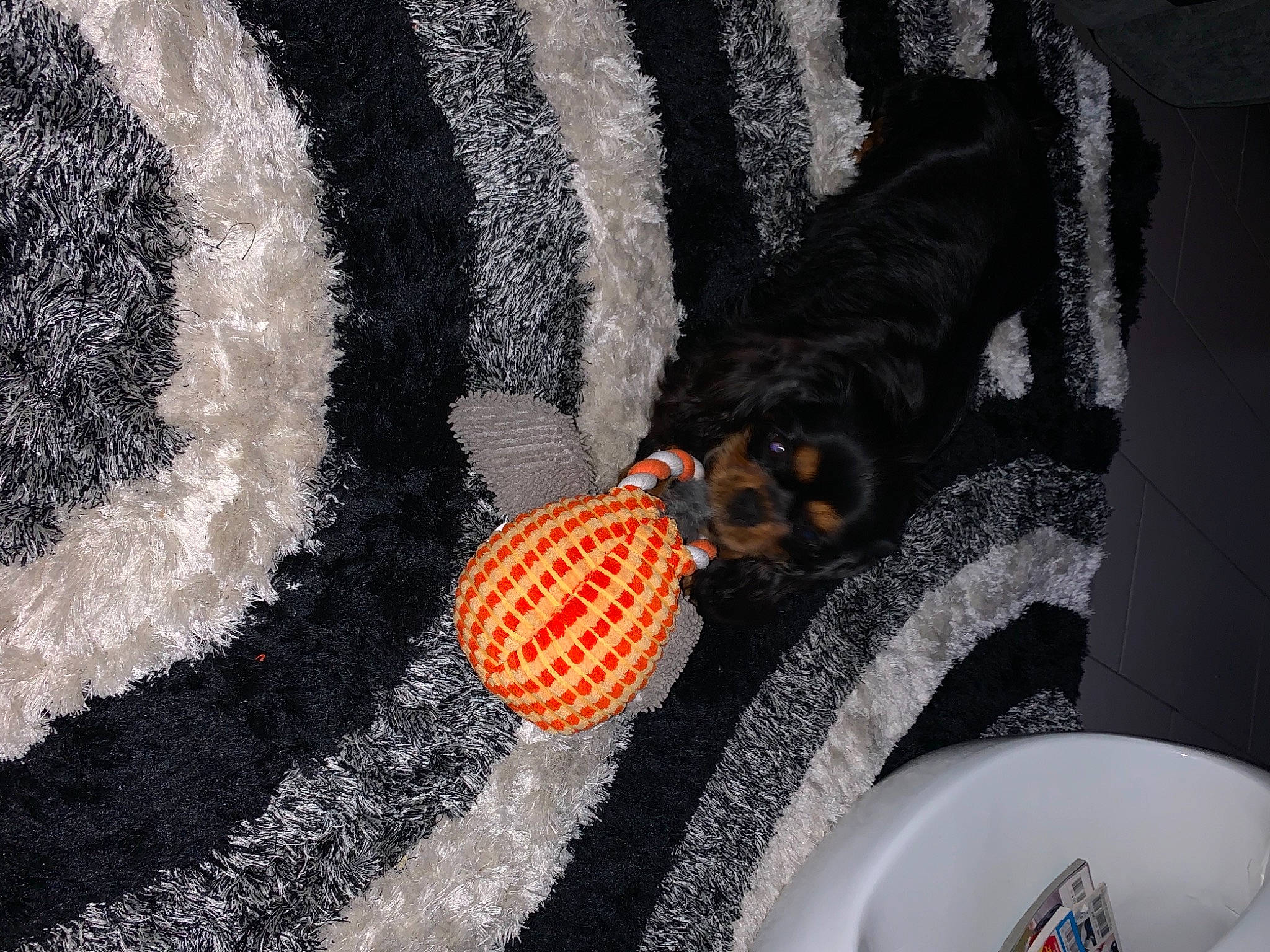 Ruby a rejoint le concours — aidez-le/la à gagner de superbes lots ! automotive_tire, bathroom, carnivore, circle, companion_dog, dog, dog_breed, eyewear, fashion_accessory, font, fur, grey, jewellery, linens, pattern, plumbing_fixture, porcelain, tail, wool, woolen