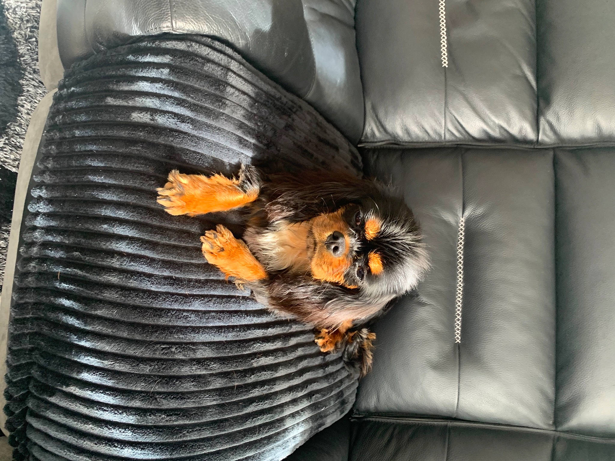 Ruby a rejoint le concours — aidez-le/la à gagner de superbes lots ! beak, canidae, carnivore, claw, comfort, companion_dog, couch, feather, felidae, fur, living_room, metal, orange, small_to_medium_sized_cats, tail, terrestrial_animal, textile, whiskers, wing, wood