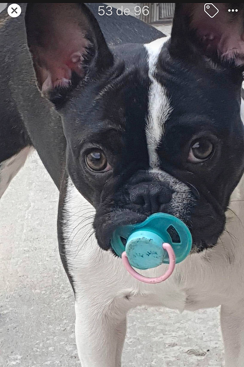 Raya participe au concours pour gagner de l'argent avec cette photo : boston_terrier, bulldog, canidae, carnivore, collar, companion_dog, dog, dog_breed, dog_collar, dog_supply, electric_blue, fashion_accessory, fawn, pet_supply, snout, sporting_group, toy_dog, whiskers, white, working_animal