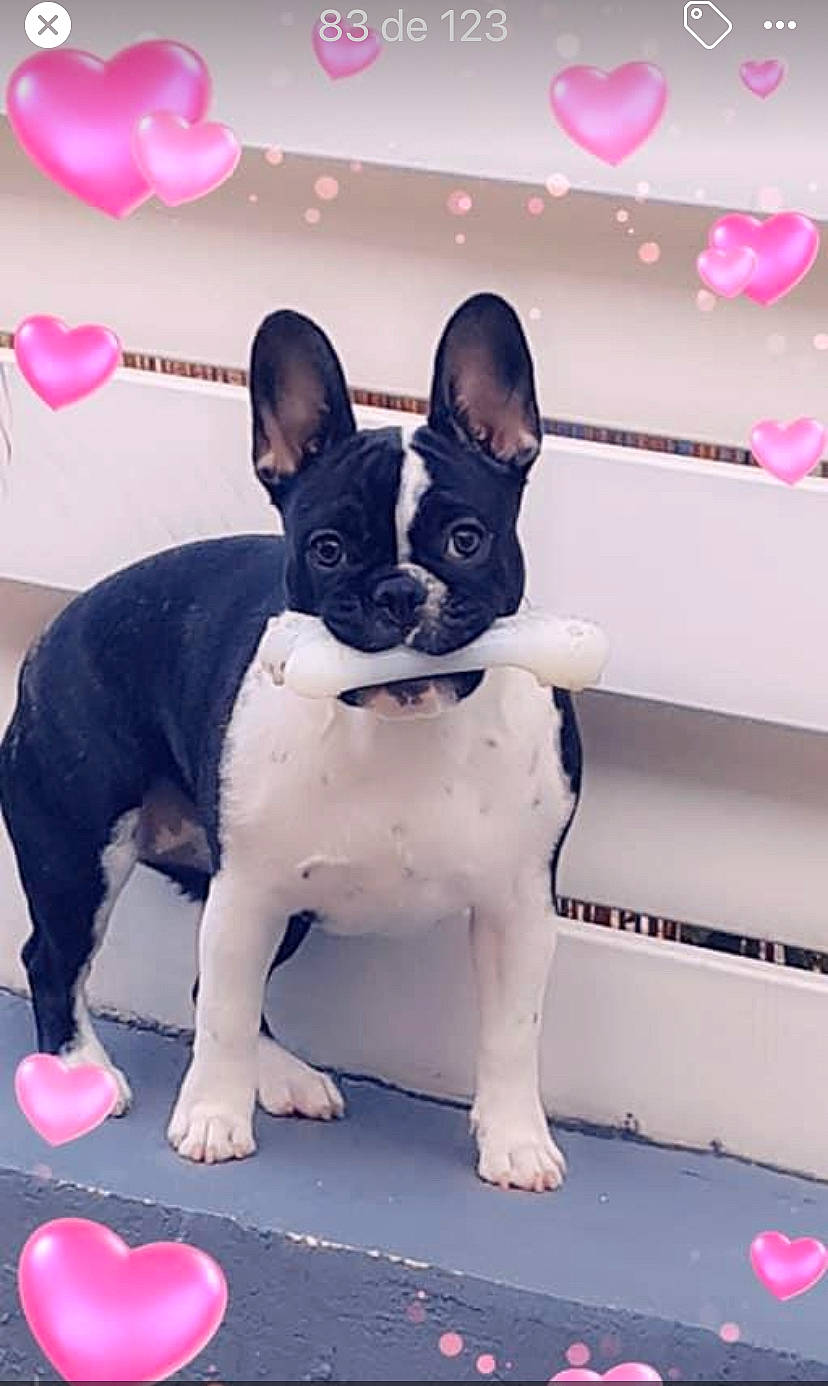 Raya participe au concours pour gagner de l'argent avec cette photo : art, balloon, boston_terrier, bulldog, carmine, carnivore, collar, companion_dog, dog, dog_breed, dog_collar, ear, fawn, magenta, mammal, pink, snout, white, window, working_animal