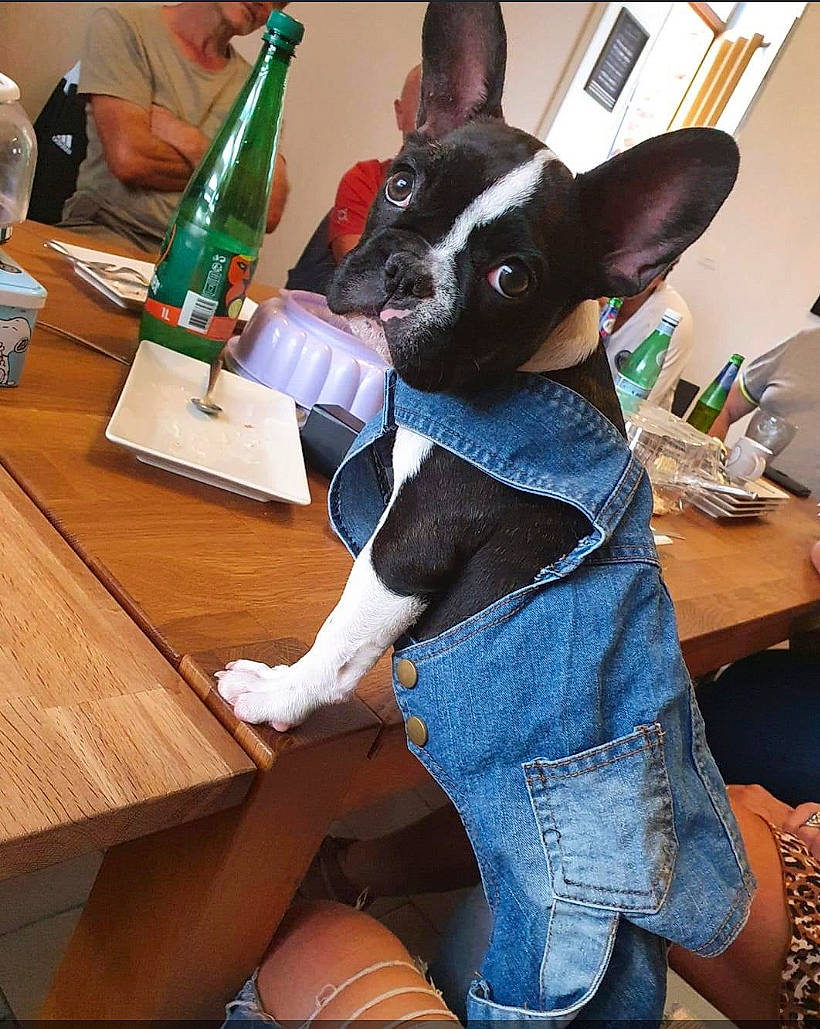 Raya a rejoint le concours — aidez-le/la à gagner de superbes lots ! bottle, chair, companion_dog, desk, dog_breed, ear, fawn, felidae, fur, furniture, human_leg, lap, shoe, snout, table, tableware, thigh, toy, whiskers, wine_glass