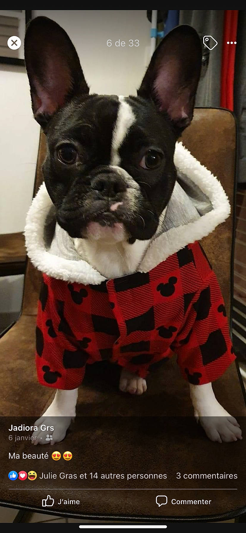 Raya a rejoint le concours — aidez-le/la à gagner de superbes lots ! boston_terrier, bulldog, carnivore, collar, companion_dog, dog, dog_breed, dog_clothes, dog_supply, ear, fawn, green, organ, pet_supply, sleeve, snout, sporting_group, whiskers, white, working_animal