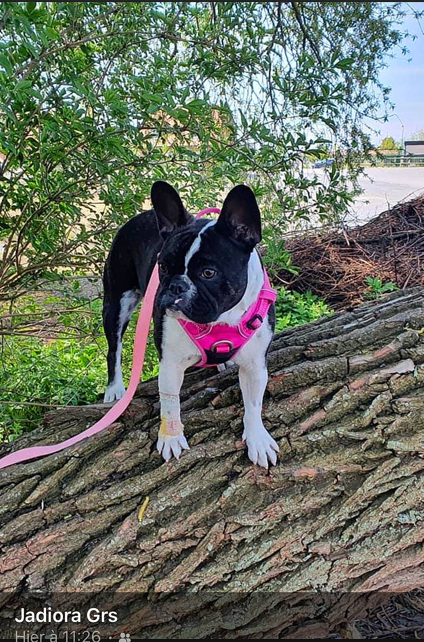 Raya participe au concours pour gagner de l'argent avec cette photo : boston_terrier, canidae, carmine, carnivore, collar, companion_dog, dog, dog_breed, dog_collar, eye, fawn, grass, magenta, plant, snout, sporting_group, tail, tree, wood, working_animal