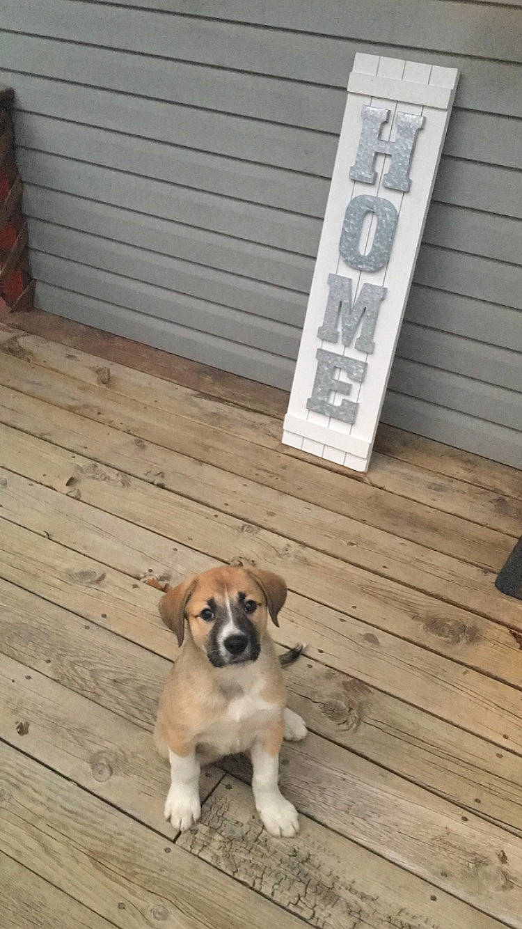 Stella is registered to the contest to win money with this photo: canidae, carnivore, companion_dog, deck, dog, dog_breed, door, fawn, hardwood, mammal, puppy, street_dog, wood, working_dog