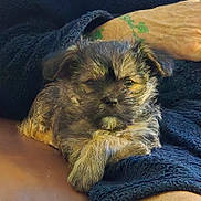 Trevor is registered to the contest to win money with this photo: animal, arm, blanket, closeup, comfort, cozy, cute, dog, fur, furry, indoor, pet, portrait, puppy, relaxed, resting, sleepy, small_dog, tattoo, warm_light