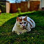 cat, animal, pet, outdoor, grass, greenery, sunlight, nature, feline, relaxing, white_cat, orange_spots, collar, close_up, mammal, cute, resting, garden, daylight, peaceful