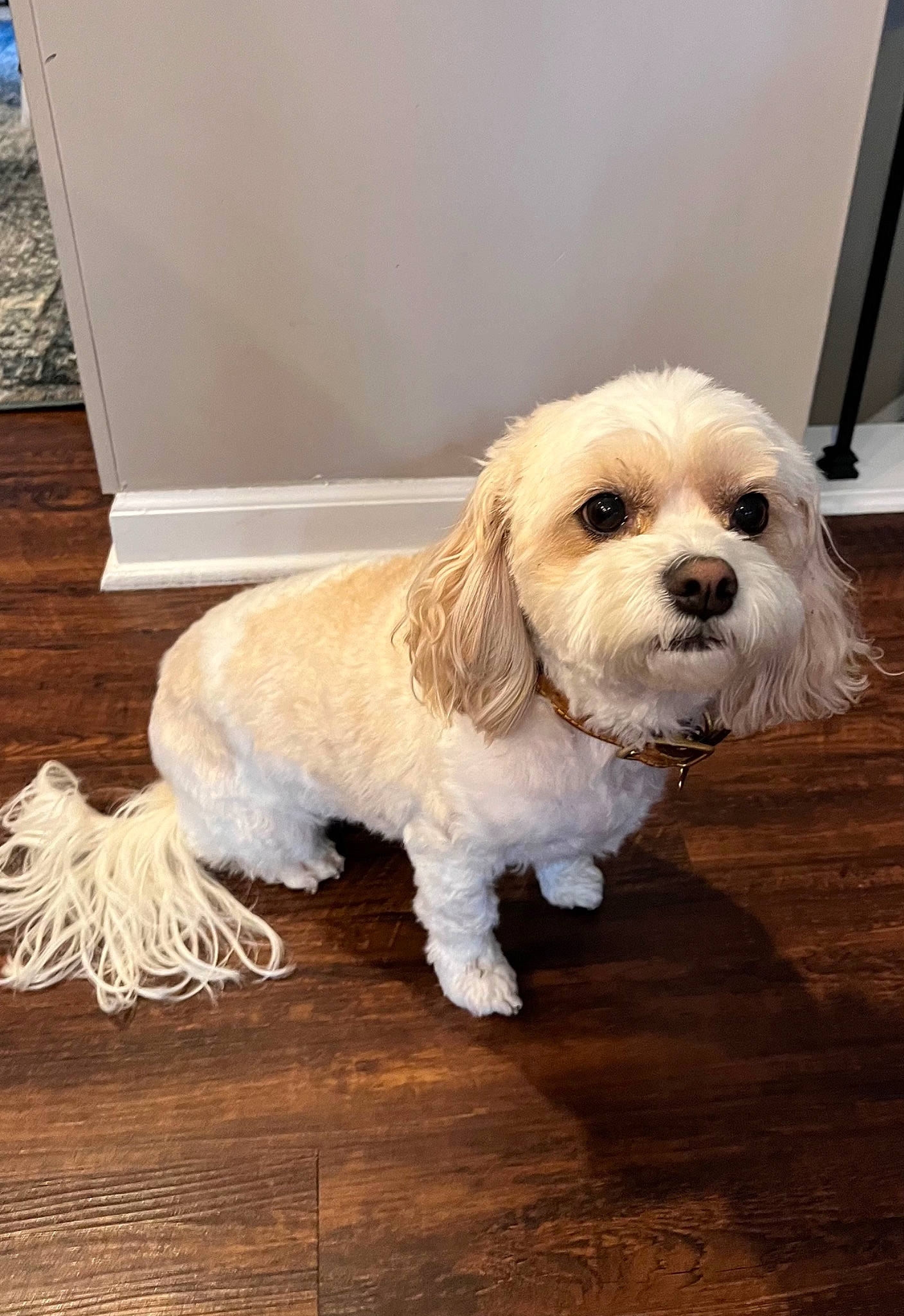 Phobe is registered to the contest to win money with this photo: canidae, carnivore, companion_dog, dog, dog_breed, dog_collar, dog_supply, flooring, fur, hardwood, labradoodle, poodle, small_terrier, snout, tail, terrier, toy_dog, water_dog, wood, working_animal