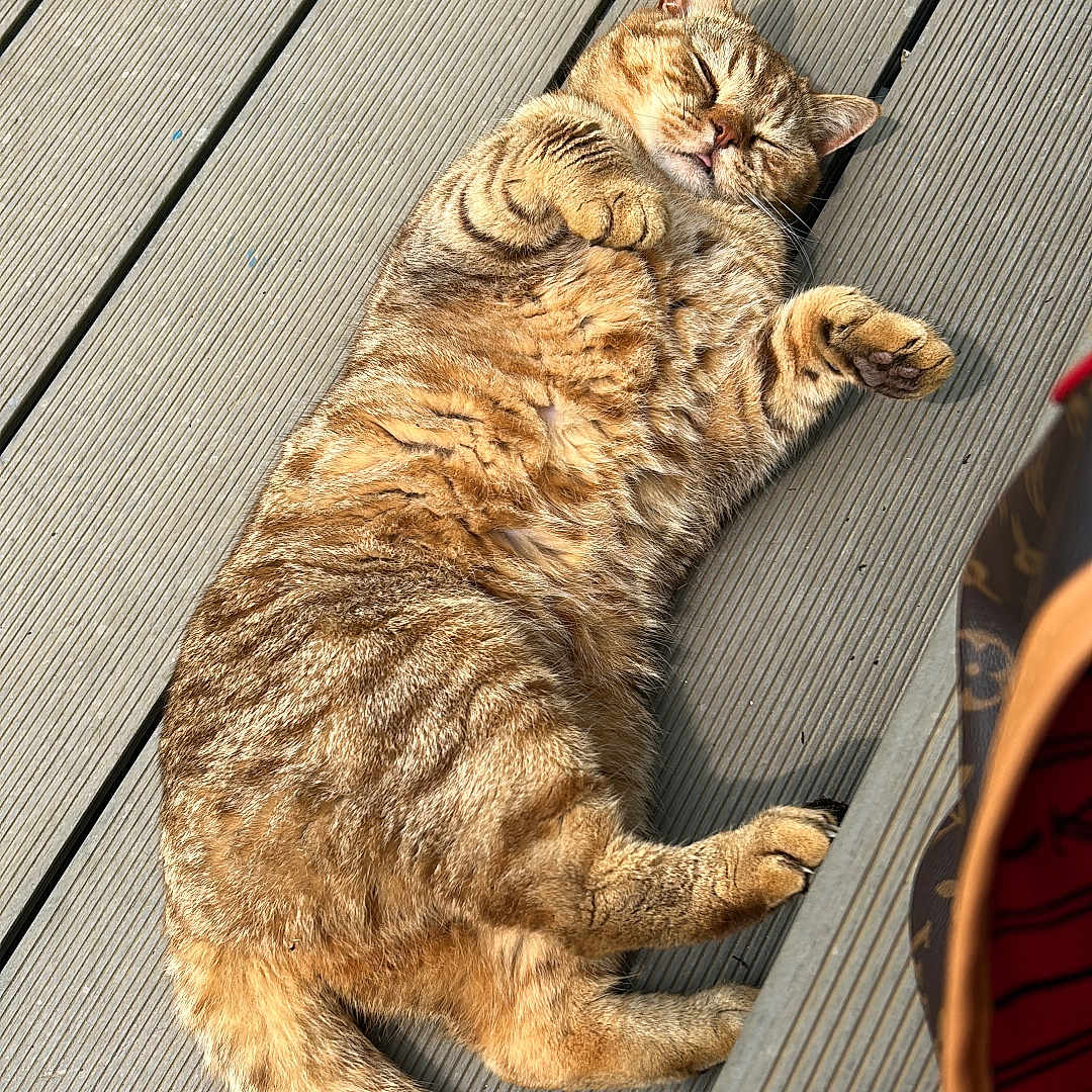 Tigger is registered to the contest to win money with this photo: animal, cat, content, cozy, cute, domestic_cat, feline, fur, outdoor, paw, pet, relaxing, resting, sleeping, striped, sunlight, tabby, tail, whiskers, wooden_deck