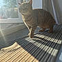 Tigger joined the competition — help win amazing prizes! animal, cat, cozy, curious, domestic_animal, feline, floor, home, indoor, light_and_shadow, looking, pet, shadow, standing, striped, striped_rug, sunlight, tabby_cat, warm_light, window