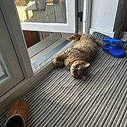 Tigger joined the competition — help win amazing prizes! blue_clog, brown_slipper, carpet, cat, clog, door, feline, floor, glass_door, home, indoor, open_door, pet, relaxed, shoe, slipper, striped, sunlight, tabby, window