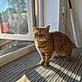 Tigger joined the competition — help win amazing prizes! animal, brown, cat, cozy, curious, daylight, ears, feline, floor, home, indoor, mat, paws, pet, shadow, striped_mat, sunlight, tabby, whiskers, window