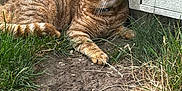 Tigger joined the competition — help win amazing prizes! animal, cat, closeup, dirt, domestic_cat, ears, fur, garden, grass, mammal, nature, outdoor, pet, plant_pot, relaxed, resting, sunlight, tabby, whiskers, wooden_fence