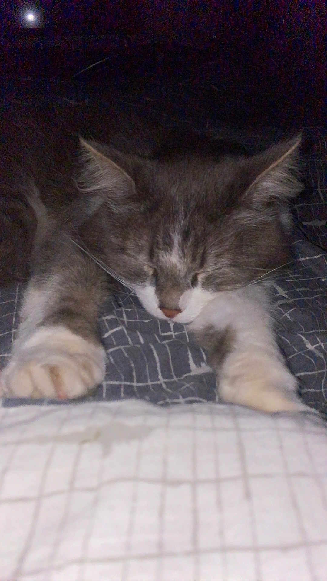 Bobby participe au concours pour gagner de l'argent avec cette photo : cat, sleeping, gray_cat, white_paws, pet, animal, cozy, blanket, bed, indoor, feline, resting, cute, whiskers, fur, domestic_animal, close_up, quiet, night, paws
