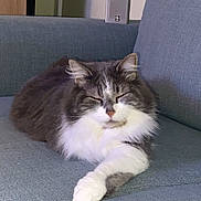 Bobby a rejoint le concours — aidez-le/la à gagner de superbes lots ! animal, cat, comfort, couch, cozy, cute, domestic, feline, fluffy, fur, gray, home, indoor, paw, pet, relaxed, resting, sleeping, sofa, white
