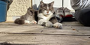 Bobby a rejoint le concours — aidez-le/la à gagner de superbes lots ! cat, gray, white, fur, animal, pet, outdoor, wooden_floor, sneakers, shoes, person, casual, sunlight, relaxing, porch, animal_face, paw, resting, domestic_cat, feline