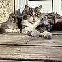 cat, gray, white, fur, animal, pet, outdoor, wooden_floor, sneakers, shoes, person, casual, sunlight, relaxing, porch, animal_face, paw, resting, domestic_cat, feline