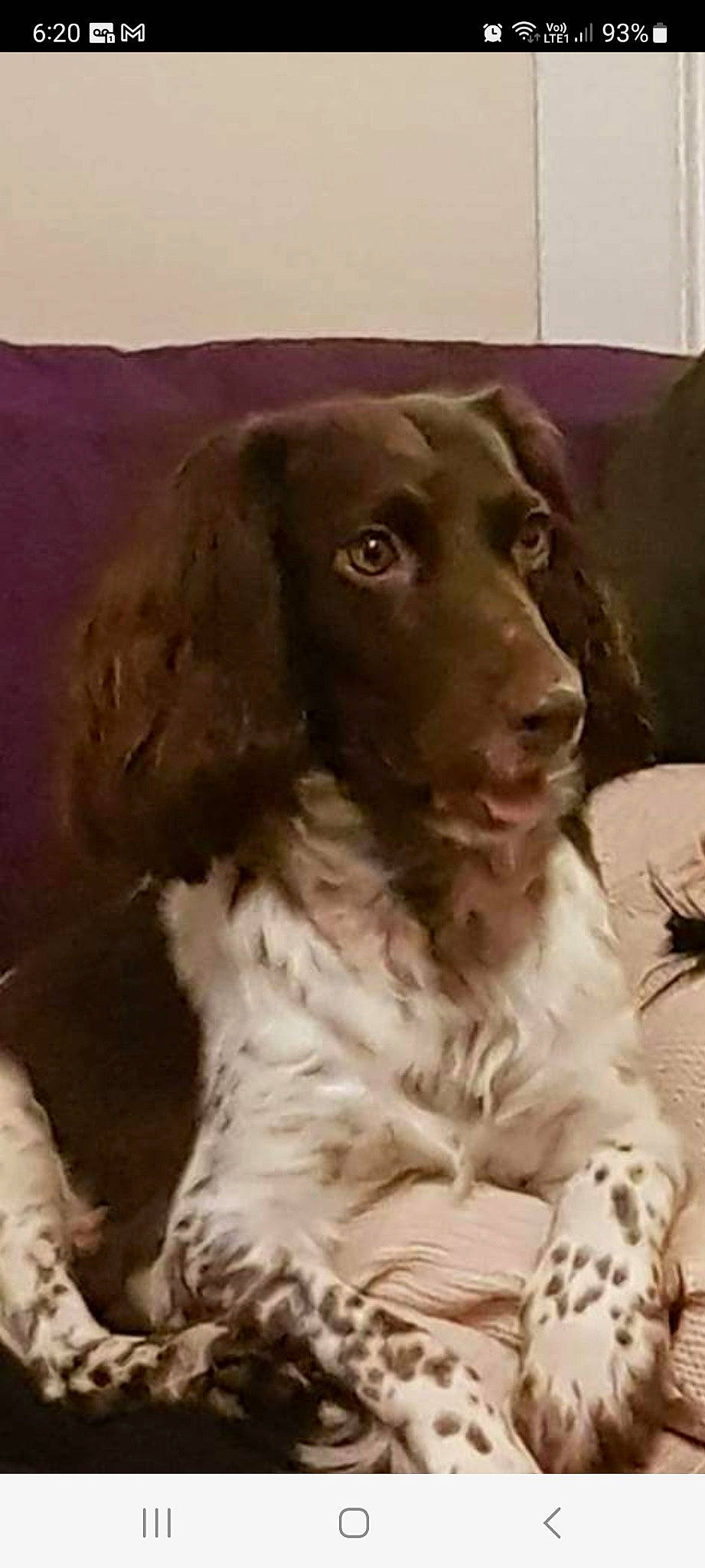 Heidi is registered to the contest to win money with this photo: canidae, carnivore, cocker_spaniel, companion_dog, dog, dog_breed, fur, gun_dog, hunting_dog, liver, russian_spaniel, snout, spaniel, sporting_group, terrestrial_animal, working_animal