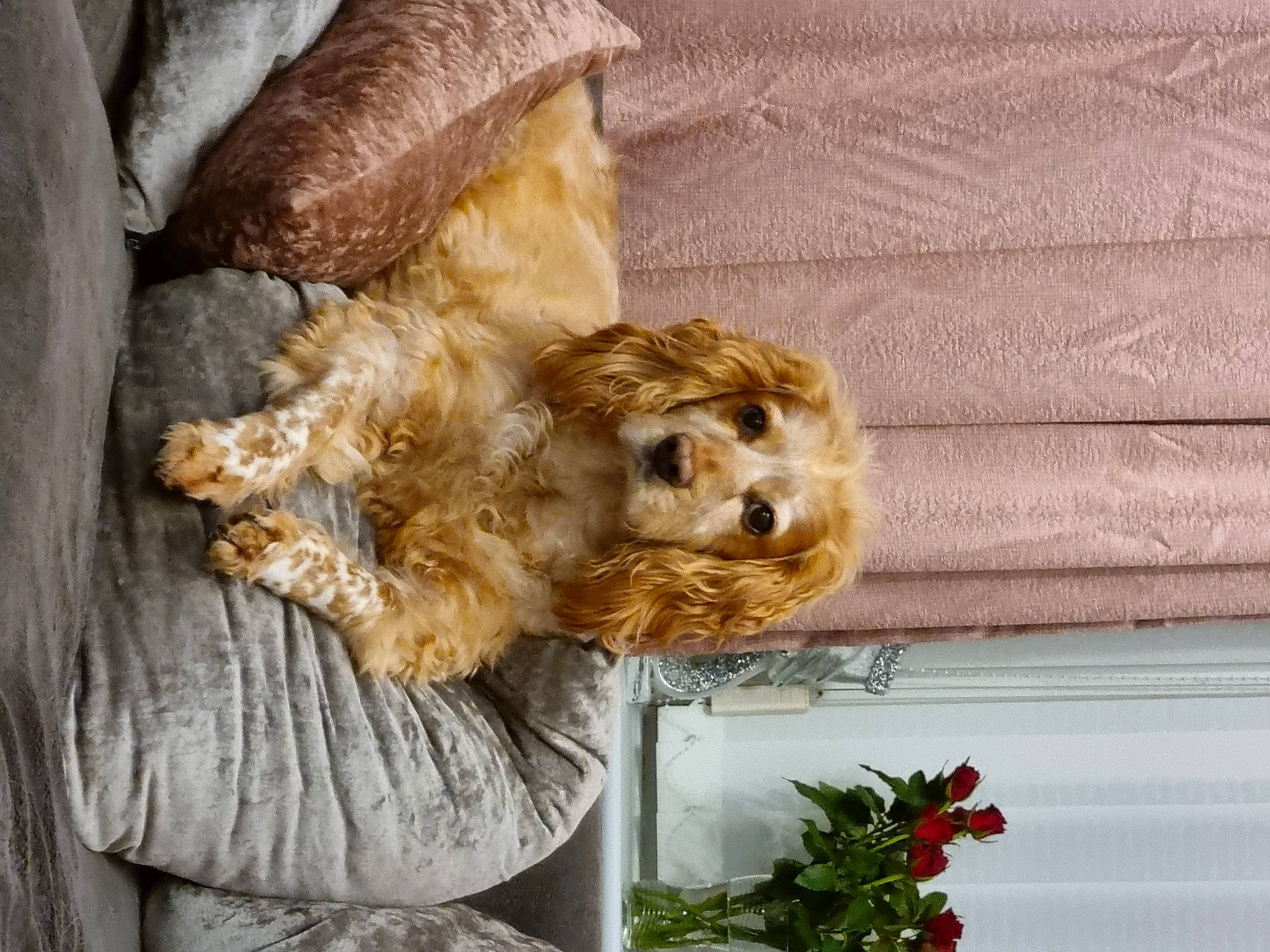 Kaiser joined the competition — help win amazing prizes! canidae, carnivore, companion_dog, dog, dog_breed, dog_supply, fawn, flower, flower_arranging, fur, liver, pet_supply, plant, small_terrier, sporting_group, terrier, toy, toy_dog, wood, working_animal