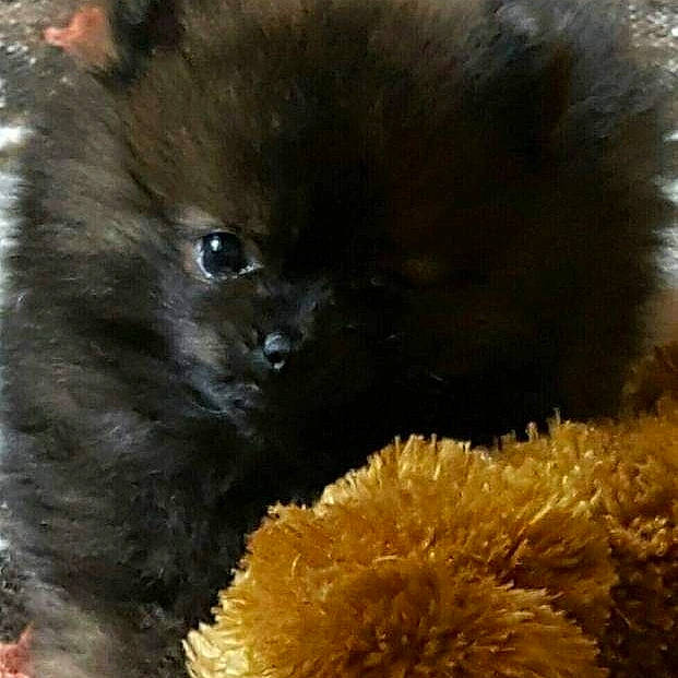 Mushu participe au concours pour gagner de l'argent avec cette photo : annual_plant, carnivore, close_up, companion_dog, dog_breed, fawn, flower, flowering_plant, fur, marine_invertebrates, petal, plant, snout, terrestrial_animal, whiskers, working_animal