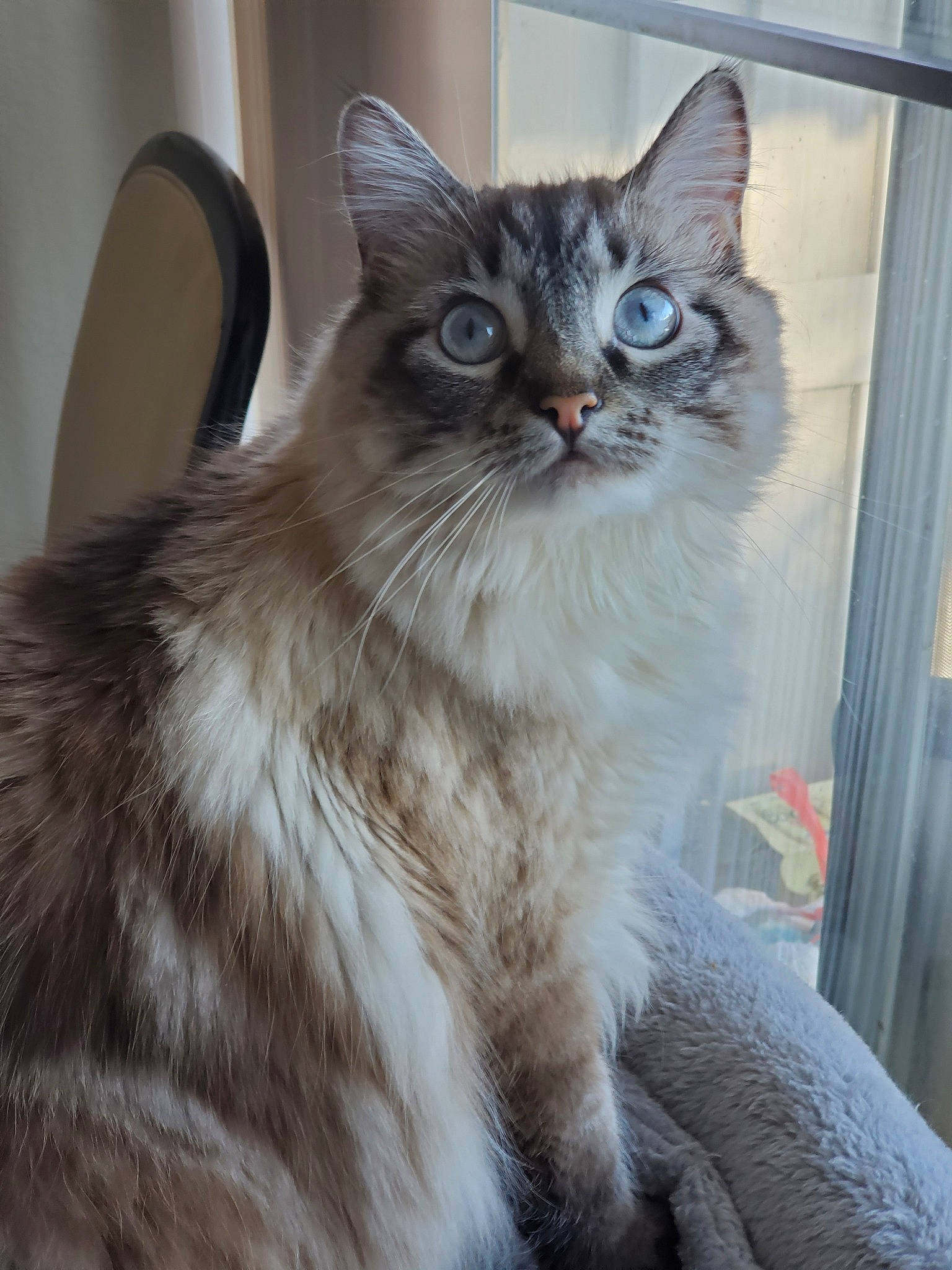 Khaleesi is registered to the contest to win money with this photo: asian, asian_semi_longhair, british_semi_longhair, carnivore, cat, cymric, domestic_long_haired_cat, eye, fawn, felidae, iris, mammal, norwegian_forest_cat, ojos_azules, ragamuffin, ragdoll, siberian, small_to_medium_sized_cats, vertebrate, whiskers