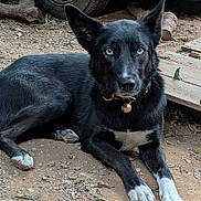 Billy a rejoint le concours — aidez-le/la à gagner de superbes lots ! alert, animal, bell, black_dog, blue_eyes, canine, closeup, collar, dirt, dog, domestic_animal, ears_up, lying_down, nature, outdoor, paw, pet, rocks, tire, wooden_planks