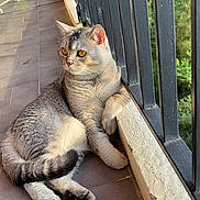 Teddy participe au concours pour gagner de l'argent avec cette photo : cat, balcony, railing, tile_floor, relaxed, animal, pet, feline, outdoor, daylight, whiskers, ears, paws, fur, striped, curious, resting, nature, window, sunlight