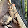 cat, balcony, railing, tile_floor, relaxed, animal, pet, feline, outdoor, daylight, whiskers, ears, paws, fur, striped, curious, resting, nature, window, sunlight