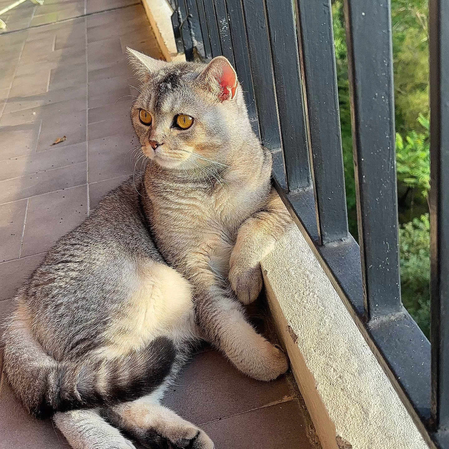 Teddy participe au concours pour gagner de l'argent avec cette photo : animal, balcony, cat, curious, daylight, ears, feline, fur, nature, outdoor, paws, pet, railing, relaxed, resting, striped, sunlight, tile_floor, whiskers, window