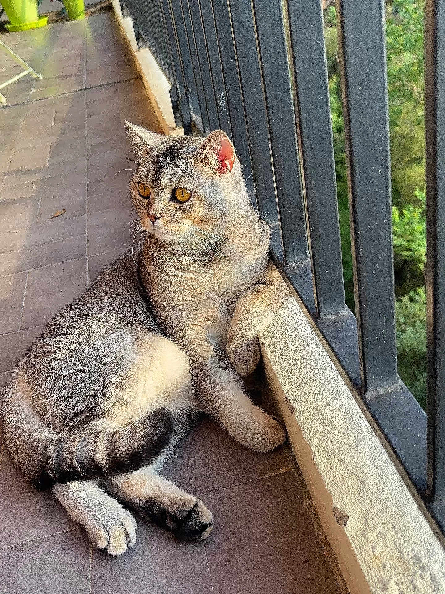 Teddy participe au concours pour gagner de l'argent avec cette photo : cat, balcony, railing, tile_floor, relaxed, animal, pet, feline, outdoor, daylight, whiskers, ears, paws, fur, striped, curious, resting, nature, window, sunlight